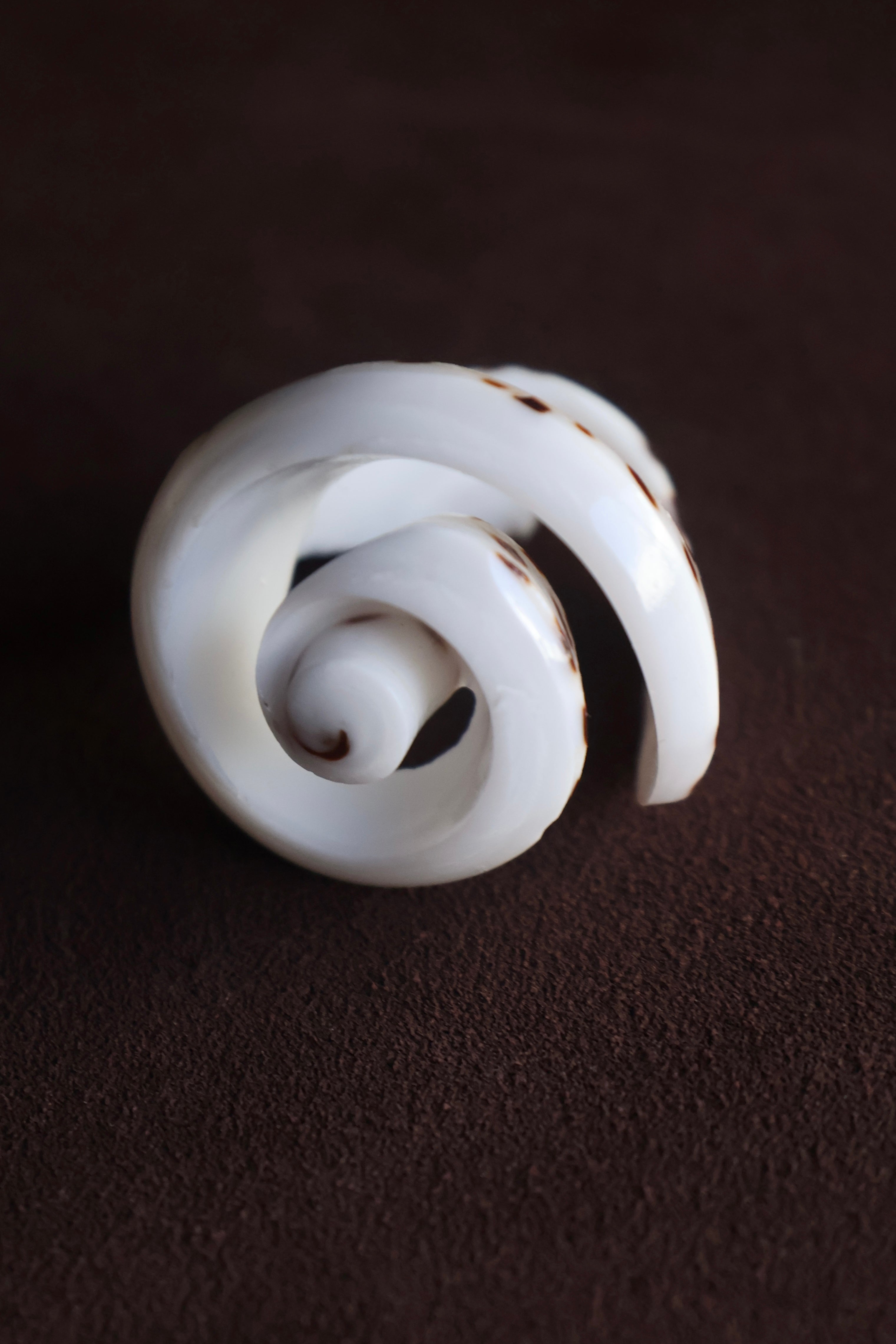 Shelly Ring
